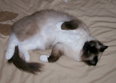 Pedigree Ragdoll Kittens