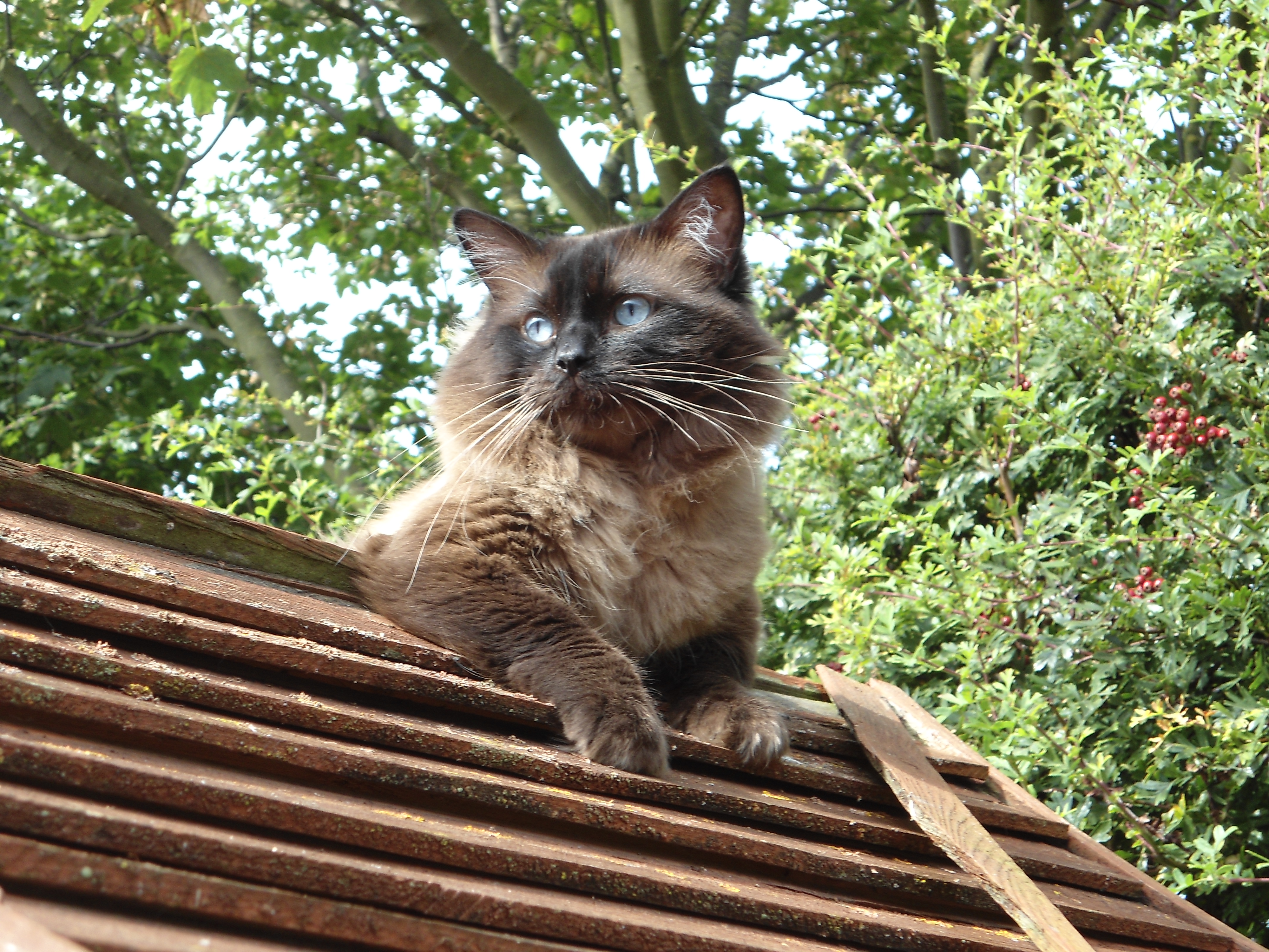 Pedigree Ragdoll Kittens