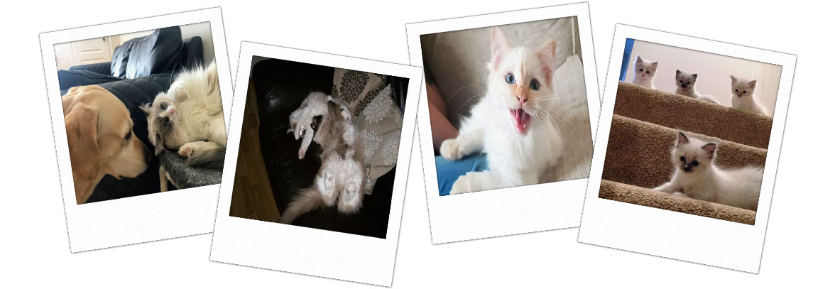 Pedigree Ragdoll Kittens