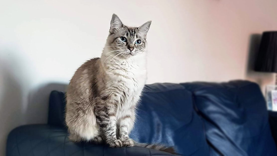 Pedigree Ragdoll Kittens