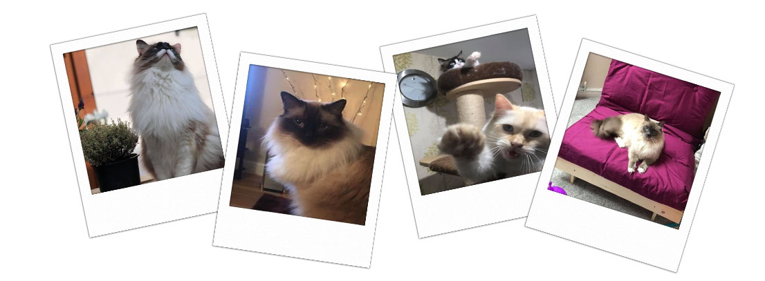 Pedigree Ragdoll Kittens