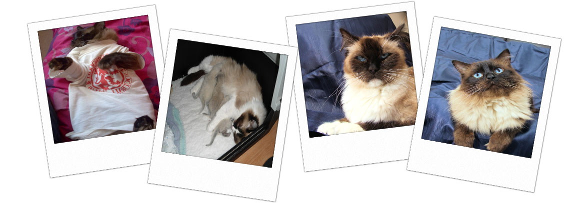 Pedigree Ragdoll Kittens