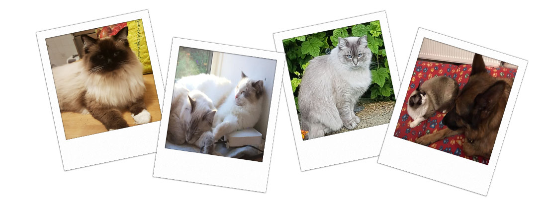 Pedigree Ragdoll Kittens