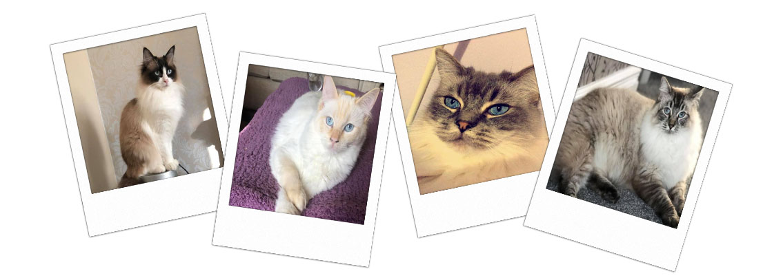 Pedigree Ragdoll Kittens