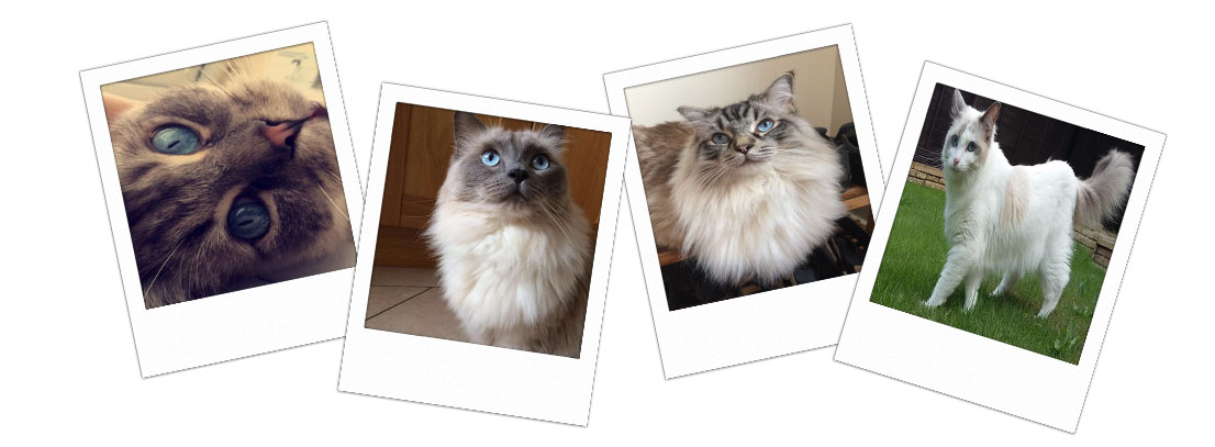 Pedigree Ragdoll Kittens