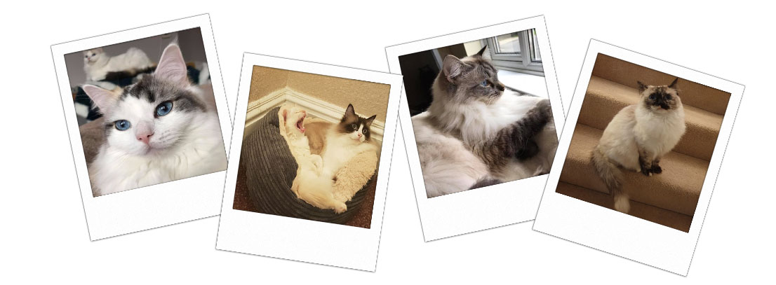 Pedigree Ragdoll Kittens