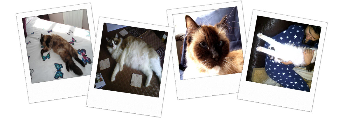 Pedigree Ragdoll Kittens