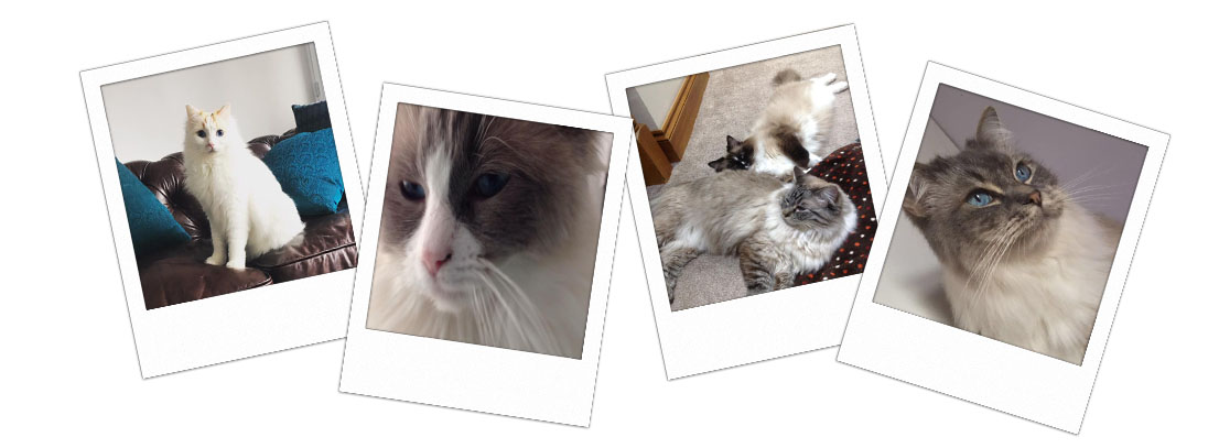Pedigree Ragdoll Kittens