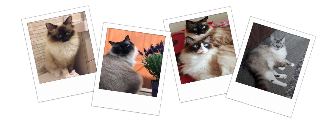 Pedigree Ragdoll Kittens