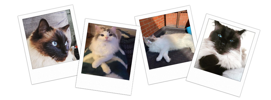 Pedigree Ragdoll Kittens