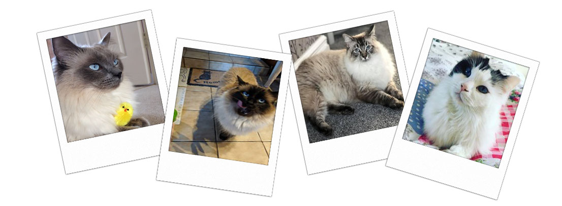 Pedigree Ragdoll Kittens
