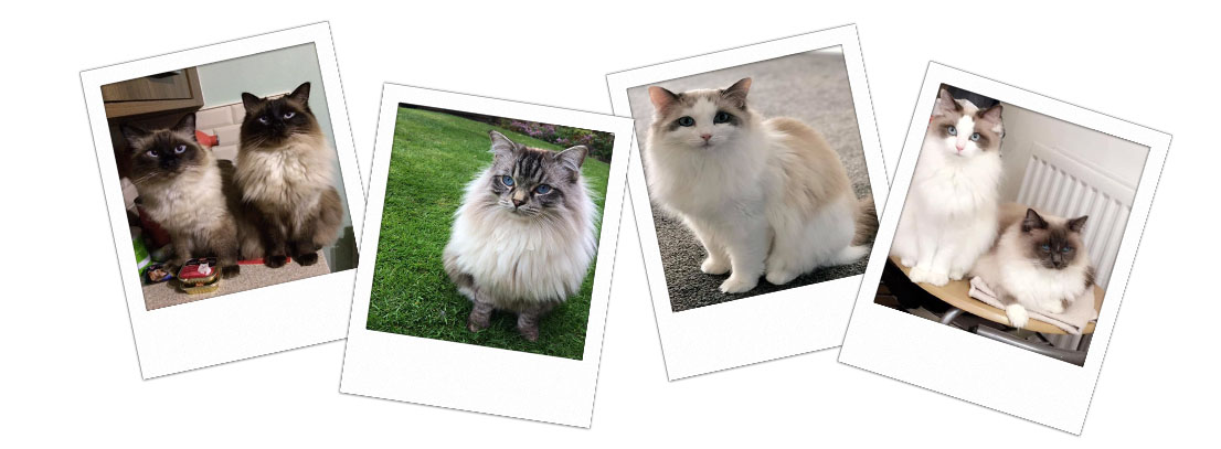 Pedigree Ragdoll Kittens