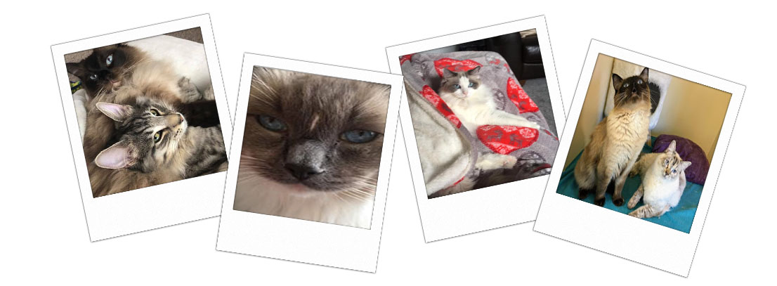 Pedigree Ragdoll Kittens
