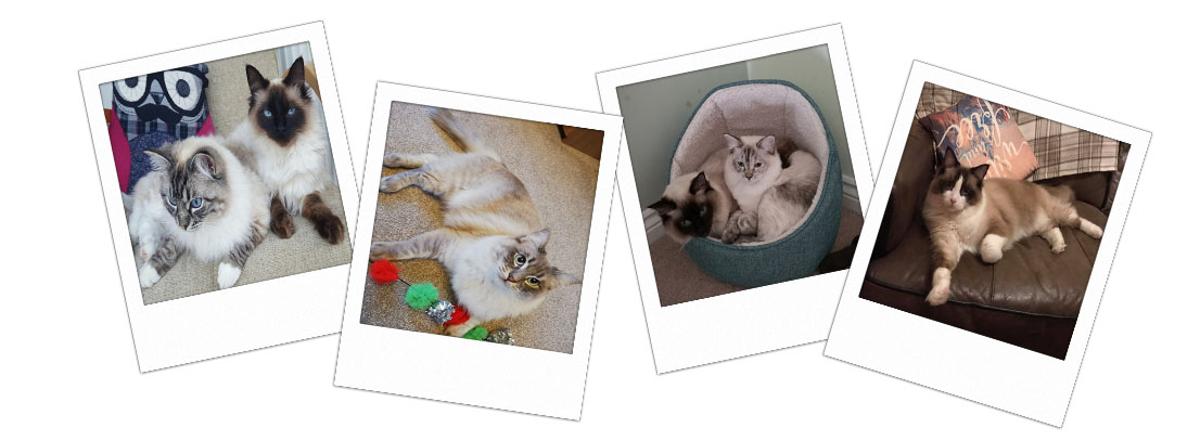 Pedigree Ragdoll Kittens